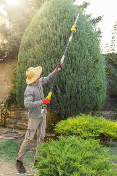 Best Lawn Disease Treatment  in Bay City, OR